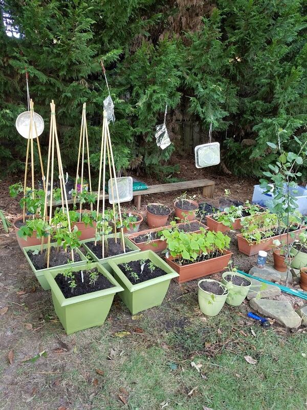 A variety of herbs grow at JadeTree’s Garden & Gifts. Courtesy of JadeTree’s Garden & Gifts.