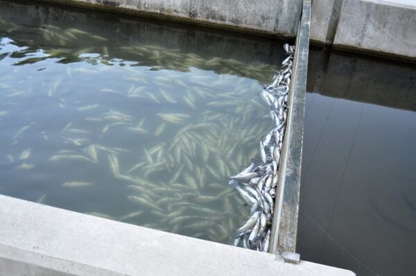 An estimated 51,000 fish, worth $61,000, were killed Monday when someone turned off the water supply to the Chattahoochee Fish Hatchery in Fannin County.