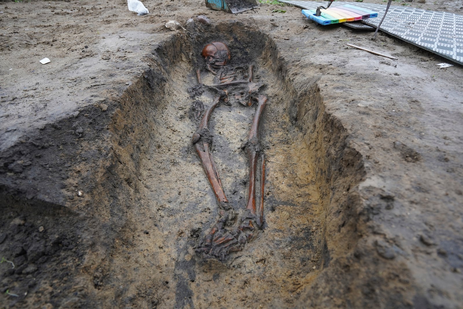 Skeletons and skulls sit in graves at an excavation site of a 10th century Viking burial ground in Aasum, Denmark, Monday, Oct. 7, 2024. (AP Photo/James Brooks)