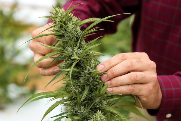 Tim Coolong, an associate professor of horticulture at the University of Georgia, examines hemp being grown at the university’s Durham Horticulture Farm in Watkinsville. (Photo/Austin Steele for the Atlanta Journal-Constitution)