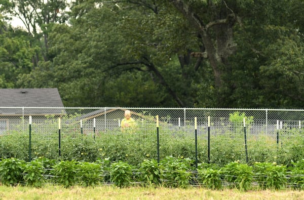 Andy Friedberg is the co-owner and operator at Aluma Farm, an urban farm owned by the Beltline, along the Westside Trail. Tours include a stop at Aluma Farm, among other places. CONTRIBUTED BY REBECCA BREYER