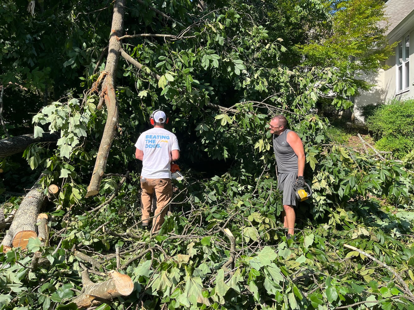 kennesaw storms atlanta tree kevin