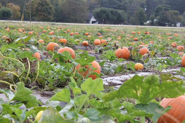 Two acres of pumpkins, a corn maze and more can be found at Southern Belle Farm in McDonough. (Southern Belle Farm)