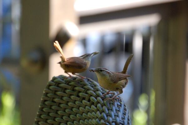 "One advantage of social distancing is spending more time observing what is happening in one’s backyard" wrote Andy Bennett of Atlanta. "These two Carolina wrens built a nest near the ceiling of our porch and are now busily feeding three chicks. Here, they are waiting impatiently for us to get off the porch."