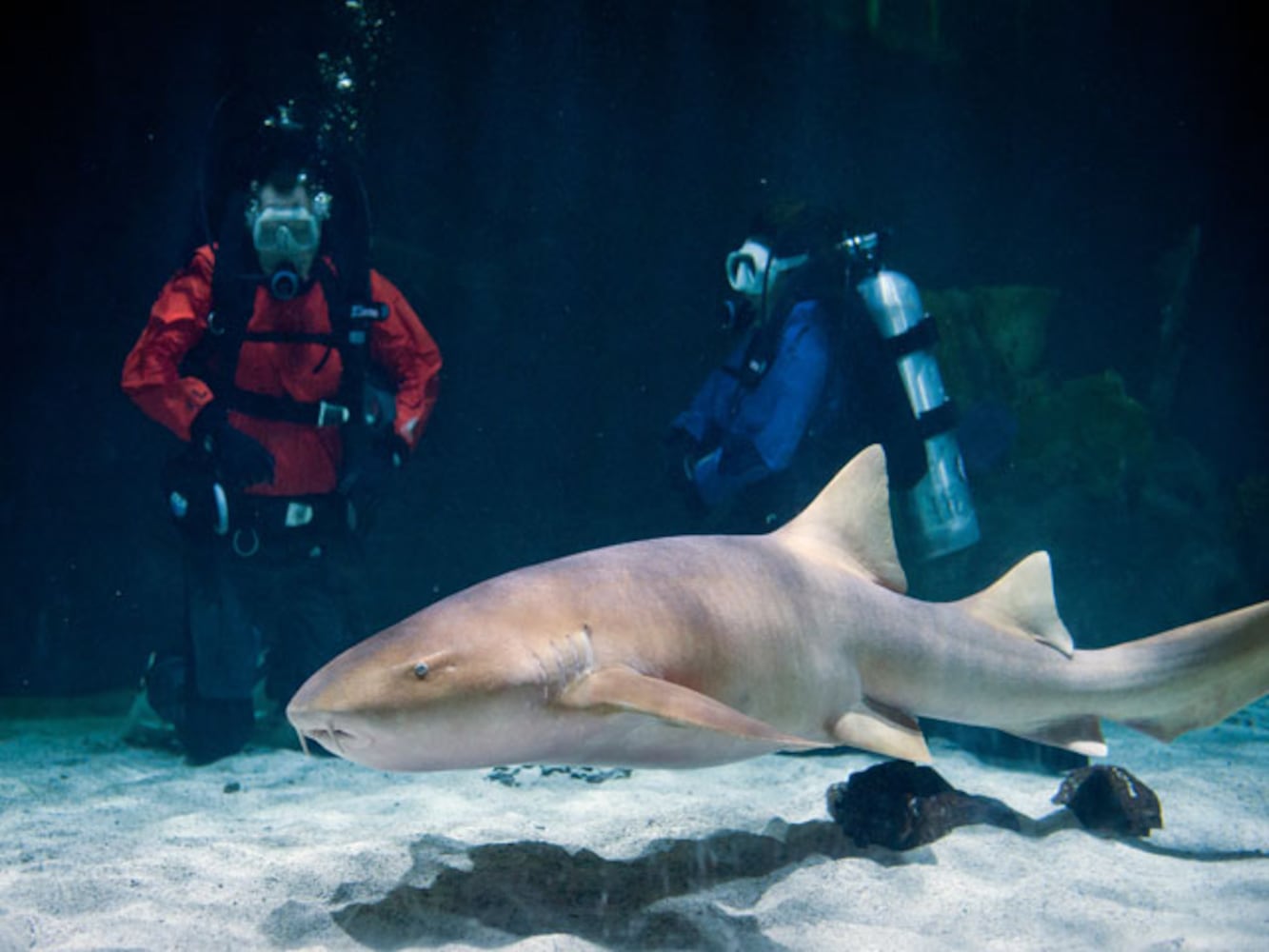 Eye-To-Eye With Sharks At Point Defiance Zoo & Aquarium