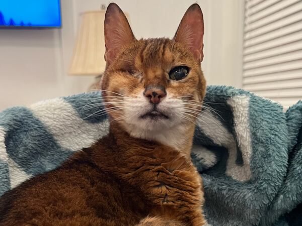 Raja, the one-eyed Bengal, lives with Jake Field, an aide to Atlanta City Council President Doug Shipman. (Courtesy photo)