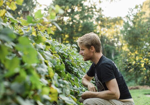 Craig Durkin, the founder of Concrete Jungle, sees potential in planting muscadine vines in Atlanta. The hardy fruit needs little care, and can help provide fresh fruit for the hungry. Photo: Maria Lioy