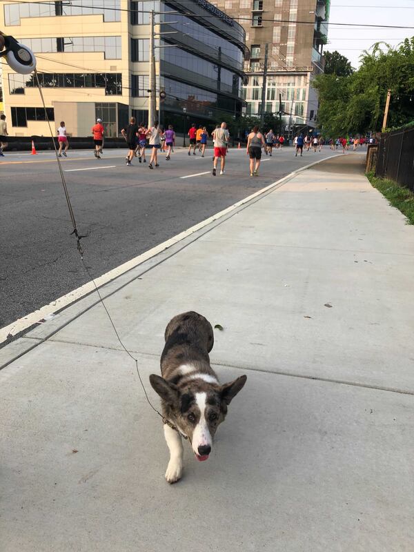 William Rupprecht has  been coming to the AJC Peachtree Road Race for 25 years, along with his three different generations of Welsh corgis. 
This year, he was joined by his 10-month-old corgi for Madeline’s first race. (Photo: Lizzie Kane/AJC)