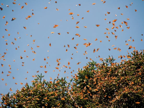 The documentary “Flight of the Butterflies”  returns to Fernbank Museum