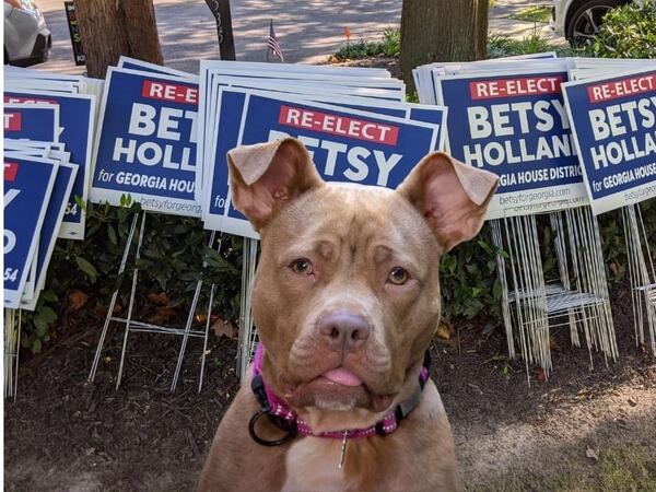 Bader, also known as Ruth Bader Ginsburg Holland, is the American Staffordshire terrier of state Rep. Betsy Holland, D-Atlanta. (Courtesy photo)