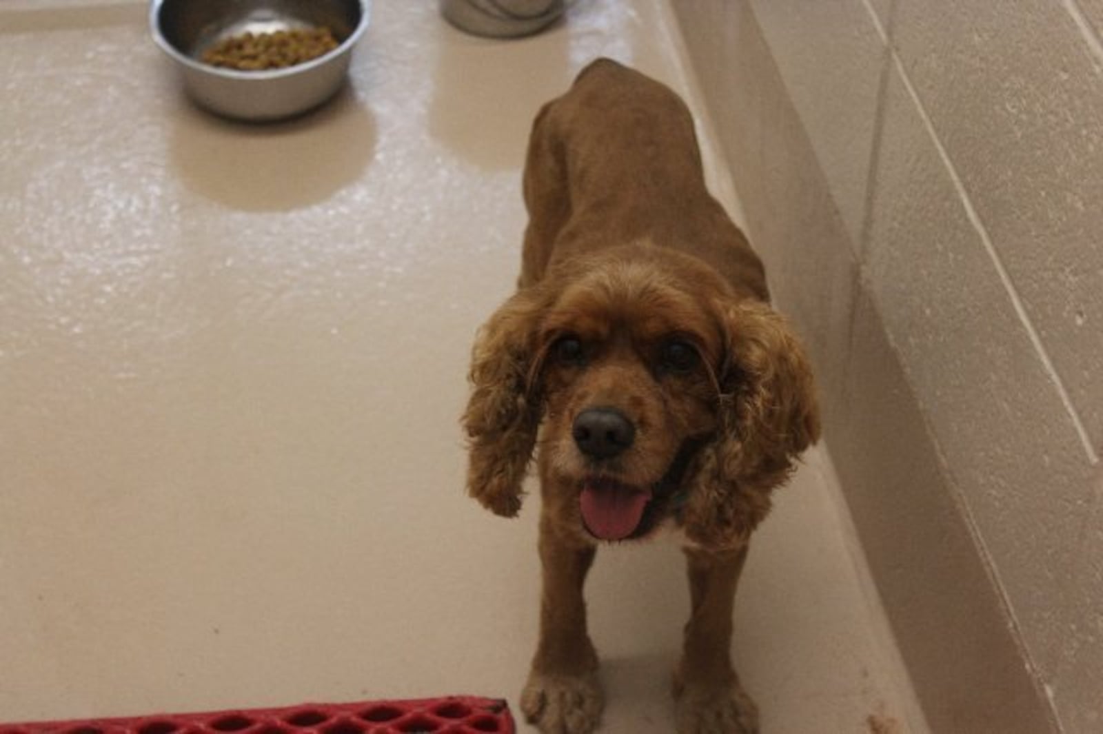 Photos courtesy of Gwinnett County animal shelter.