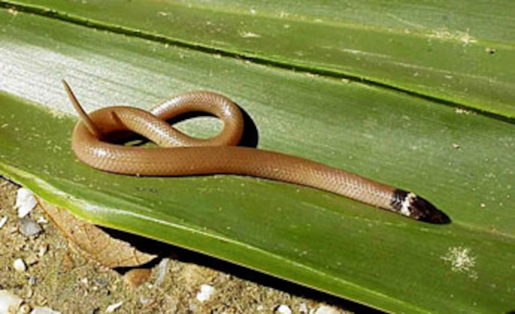 Georgia non-venomous snakes