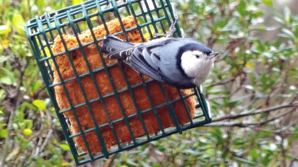 A white-breasted nuthatch visits a suet feeder during winter in a Decatur yard. Backyard bird feeders — including suet feeders — help birds survive winter, when they need more food during cold days and nights to maintain high metabolism rates and body heat. CHARLES SEABROOK