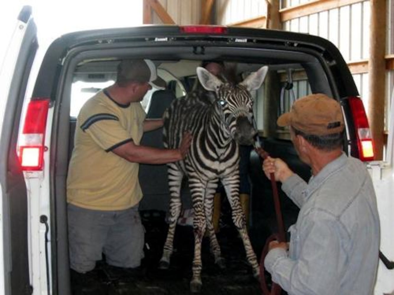 Injured zebra found on I-75