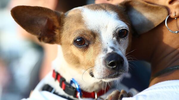 One study says many dog owners will sometimes skip on social outings with friends to be with their pet.