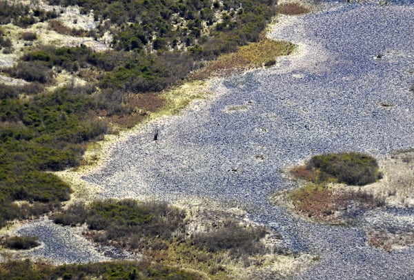 Aerial photograph shows the Okefenokee Swamp, Tuesday, Mar. 19, 2024, in Folkston. Last month, the Georgia Environmental Protection Division (EPD) released draft permits to Twin Pines Minerals for a 582-acre mine that would extract titanium and other minerals from atop the ancient sand dunes on the swamp’s eastern border, which holds water in the refuge. (Hyosub Shin / Hyosub.Shin@ajc.com)