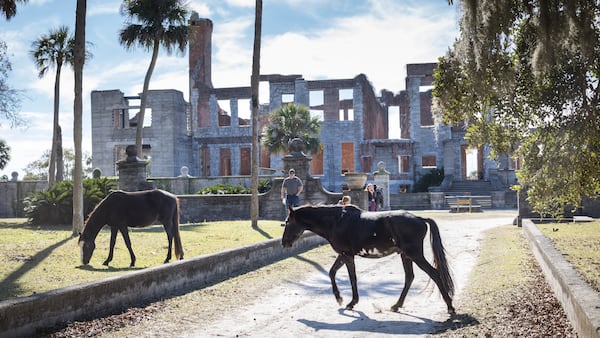 Feral horses near the Dungeness ruins on Cumberland Island.