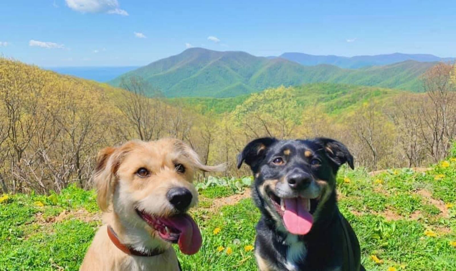 Bader (left) and Lucy call loyal Jolt reader Harley Adsit their person. Adsit is the communications director for U.S. Rep. Buddy Carter, R-Pooler. (Courtesy photo)