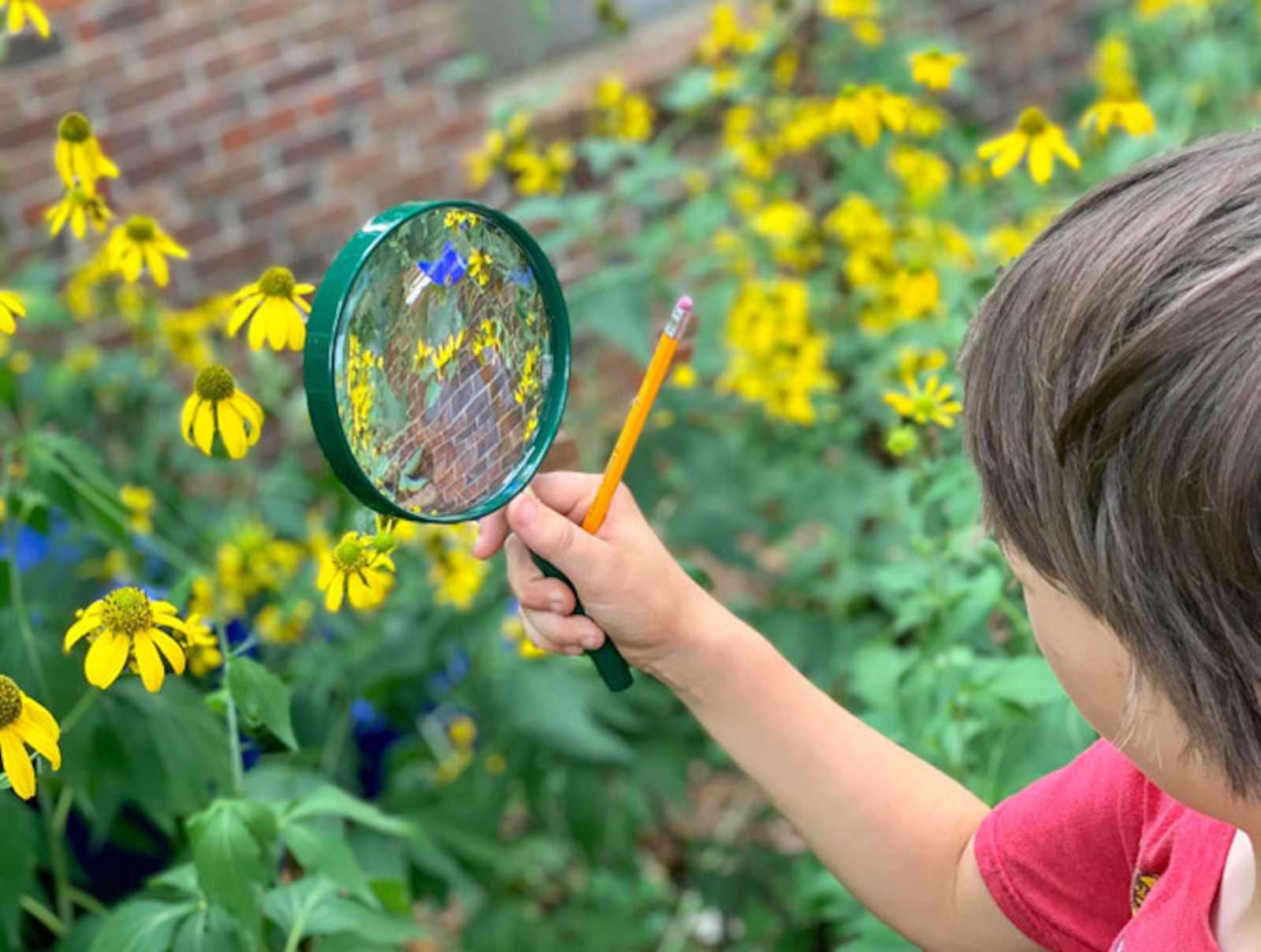 A student at Laurel Ridge Elementary School in Decatur uses a magnifier to identify pollinators. Courtesy of  University of Georgia