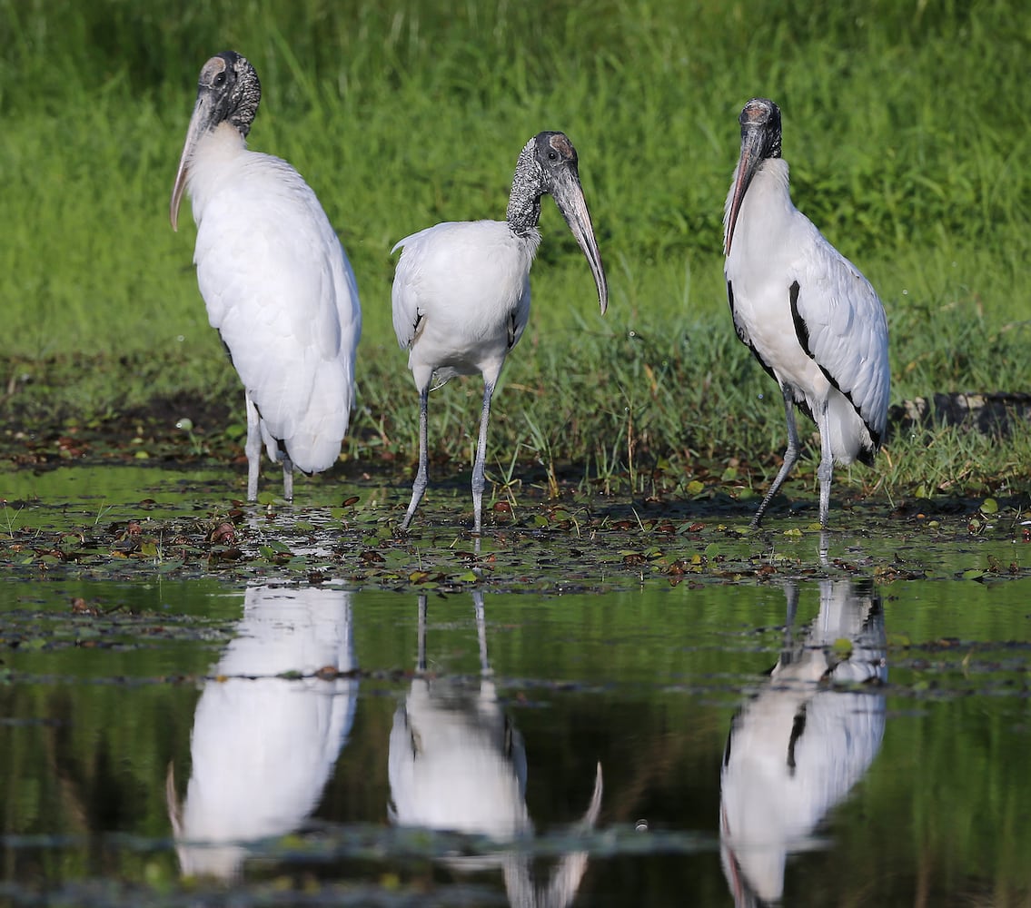 Coastal birds of Georgia