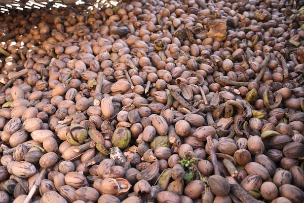 Georgia is known for pecans, especially since it's the top producer in the U.S. Here, pecans are accumulated in a harvester cart. (Eric Dusenbery for The Atlanta Journal-Constitution)