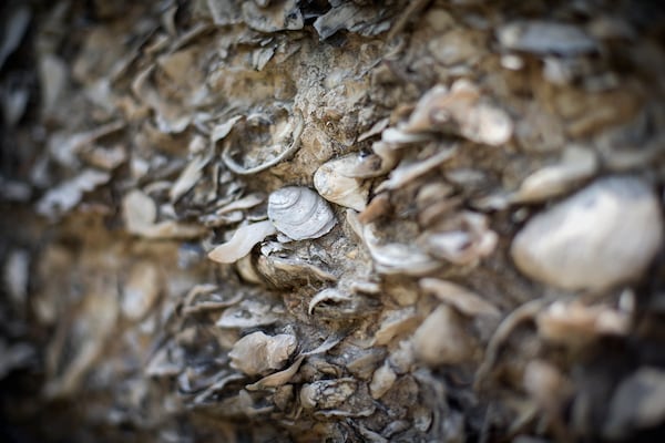 Tabby cabins on Ossabaw Island: A closer look at the tabby walls made of shells, sand and lime. (STEPHEN B. MORTON / Special to the AJC)