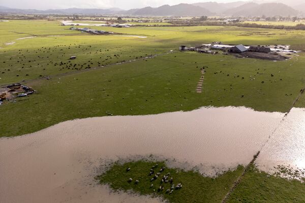 Livestock graze on a patch field not flooded by the swollen Eel River in Ferndale, Calif., Friday, Nov. 22, 2024. (Stephen Lam/San Francisco Chronicle via AP)