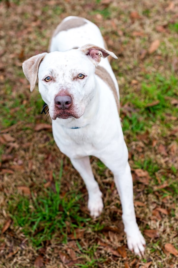 Payton is this week's adoptable pet from the Dekalb County Animal Shelter.