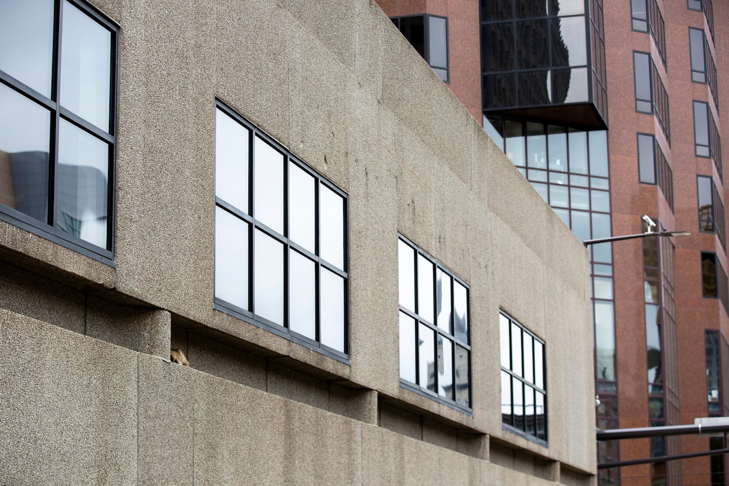 Raccoon climbing Minnesota skyscraper goes viral, captivates nation