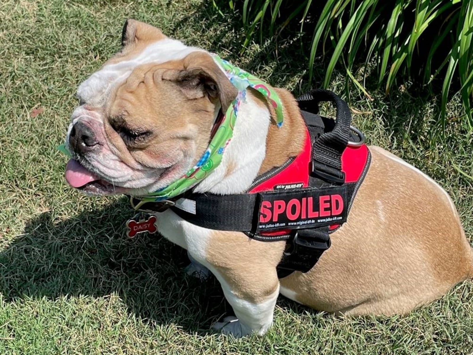 Daisy Correll is a rare find, an AJC-reading Tennessee bulldog, who even wears red and black. (Courtesy photo)