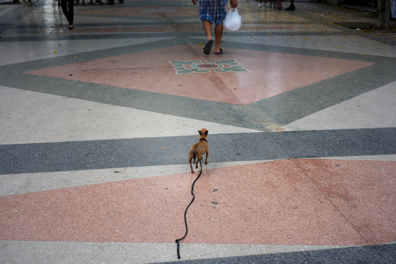 A dog on a leash walks behind its owner in Havana, Cuba, Saturday, Sept. 28, 2024. (AP Photo/Ramon Espinosa)