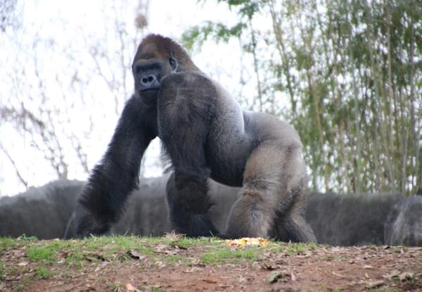 "I enjoy visiting the Atlanta Zoo. I appreciate that they offer free admission for veterans," wrote Dave Massey of Decatur. "My favorite exhibit is the Gorilla Habitat. On my most recent visit there I was treated to a clear view of this massive silverback gorilla who paused to look at me. It was quite a humbling moment."