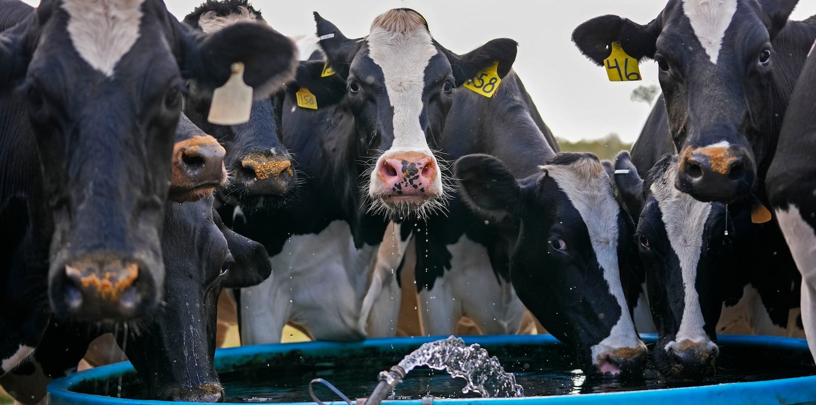 Cows drink from a trough after being milked, as part of their daily 3:00 PM milking ritual, at the Jarrell Bros. Dairy Farm in Kentwood, La., Wednesday, Oct. 30, 2024. (AP Photo/Gerald Herbert)