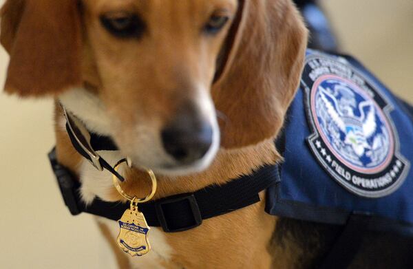 Murray, the K9 Beagle.