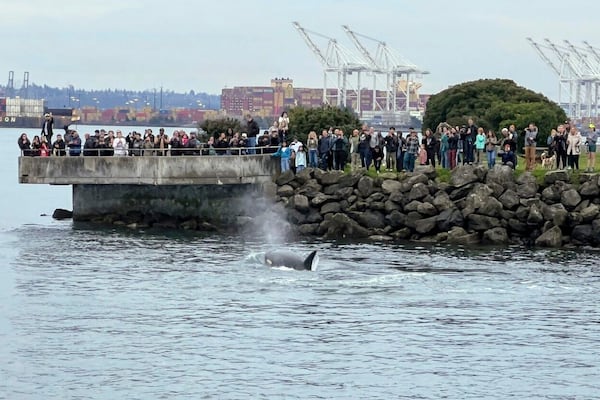 People watch a killer whale swim close shore in the waters off Seattle on Sunday, March 3, 2025. (Jeff Hogan via AP)