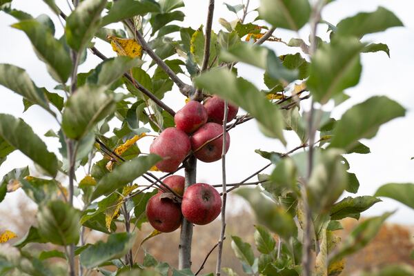 Apples grow in the heritage orchard at the Georgia Mountain Research and Education Center near Blairsville. (Ben Gray for the AJC)