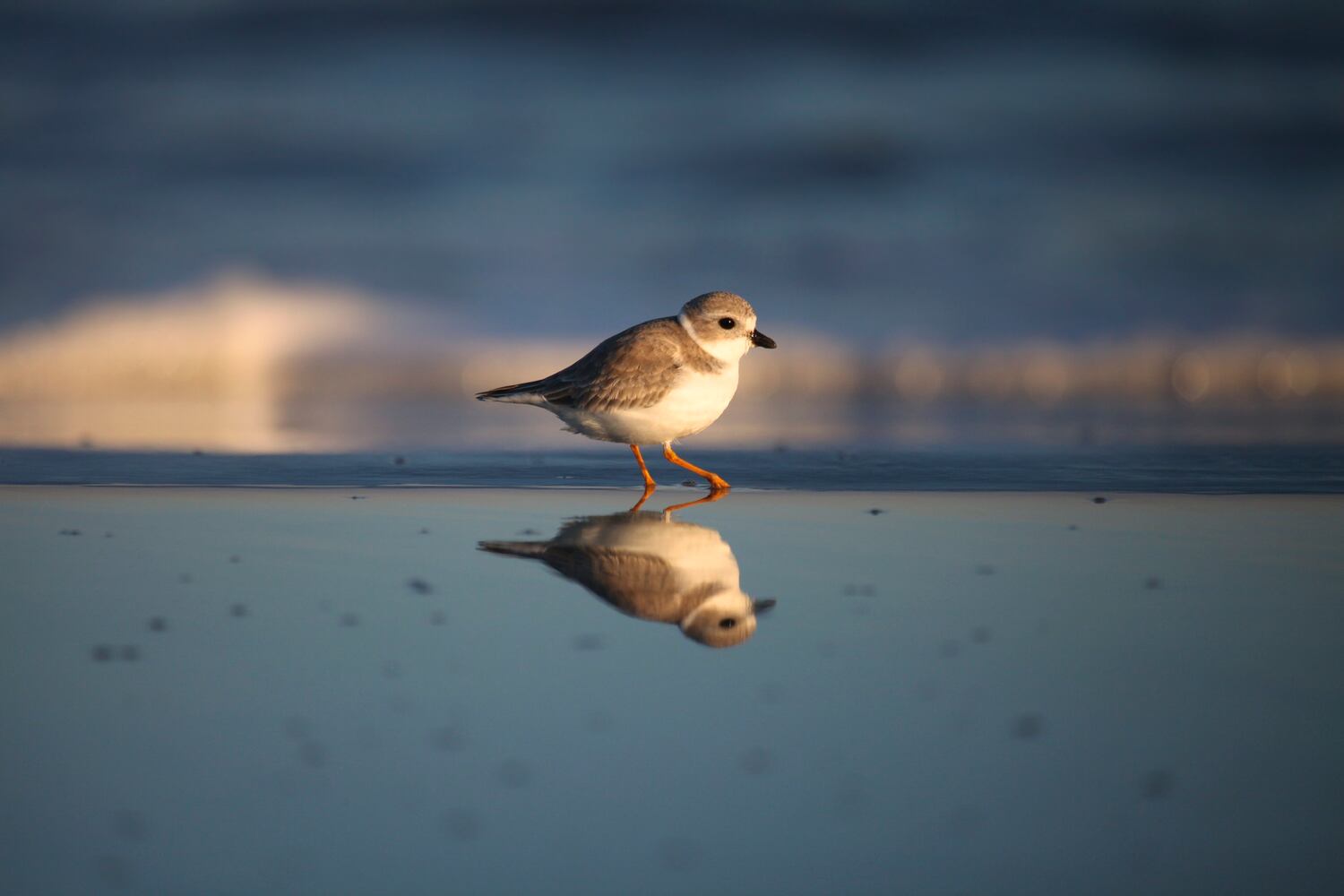 Little St. Simons Island by Britt Brown