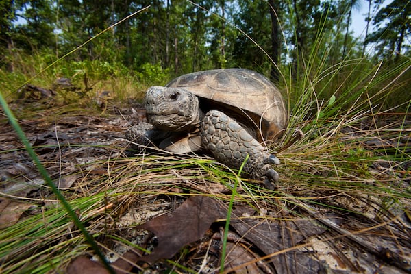  LEAF interns conduct gopher tortoise monitoring, which includes locating, measuring and marking burrows at Charles Harrold Preserve in eastern Georgia. The threatened gopher tortoise (Gopherus polyphemus) is considered a keystone species because its burrows provide shelter for hundreds of other animal species. 