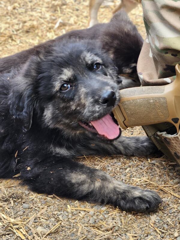 Lepo as a puppy in Kosovo. He was adopted and brought to Georgia with the help of the nonprofit Paws of War. Provided