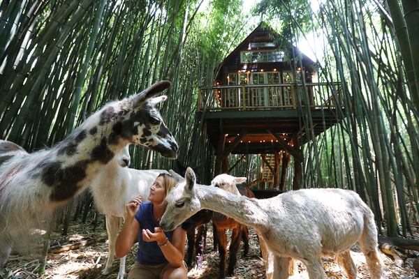 June 3, 2019 Atlanta: Kara O'Brien with her llamas and alpacas beneath the alpaca treehouse where guests stay overlooking a bamboo forest on her Airbnb properties in 2019. Curtis Compton/ccompton@ajc.com