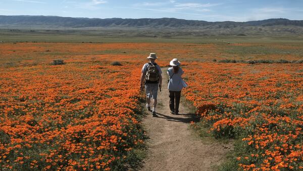 In this March 19, 2017, photo, visitors walk among the poppy bloom at Antelope Valley California Poppy Reserve in Lancaster, Calif. Rain-fed wildflowers have been sprouting from California's desert sands after lying dormant for years - producing a spectacular display that has been drawing record crowds and traffic jams to desert towns. (AP Photo/Richard Vogel)