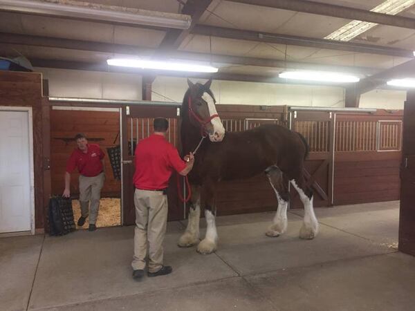 The Budweiser Clydesdales arrived in Gwinnett on Monday, several days ahead of their appearance at Lawrenceville's first-ever Christmas parade.