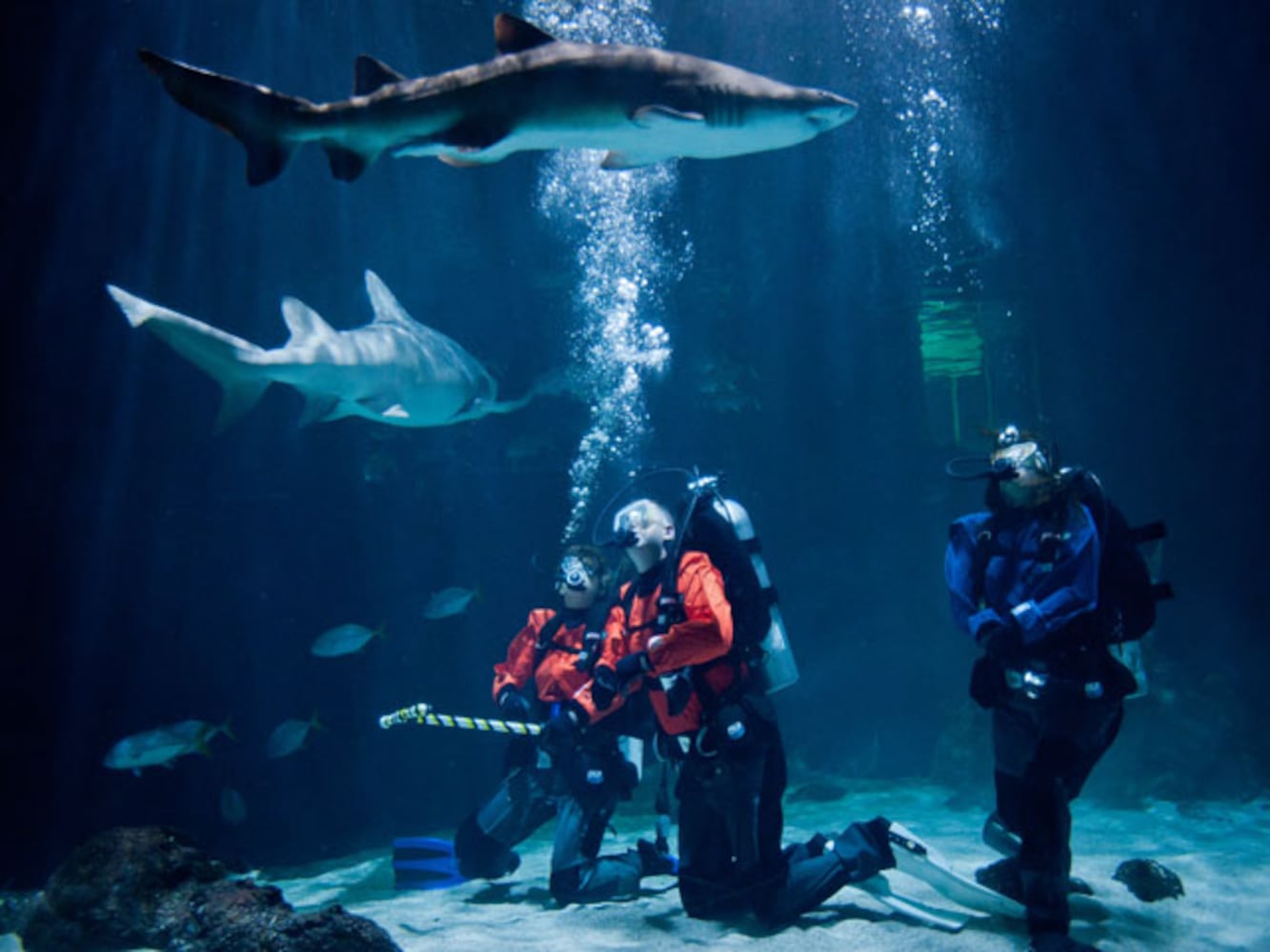 Eye-To-Eye With Sharks At Point Defiance Zoo & Aquarium