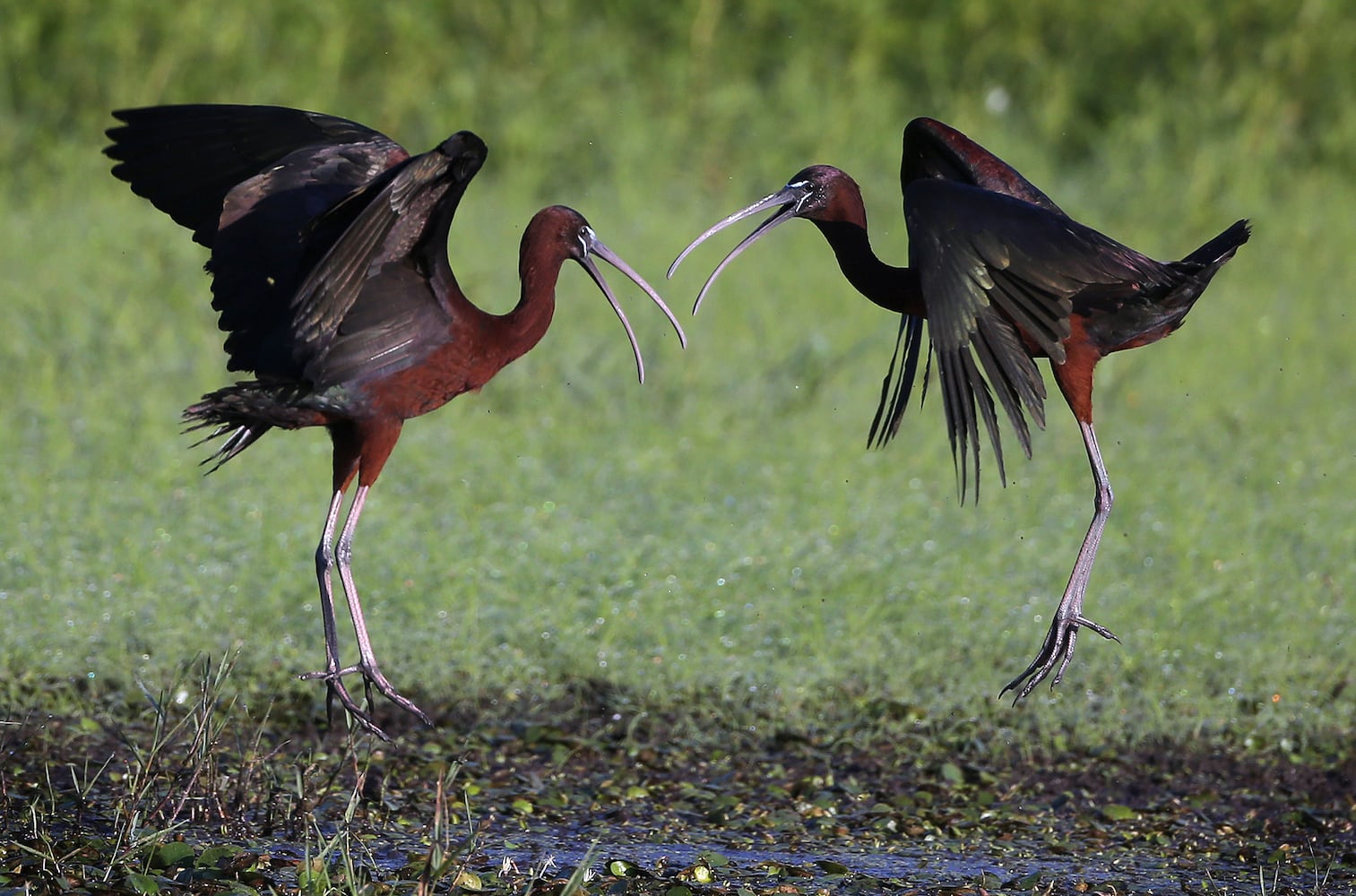 Coastal birds of Georgia