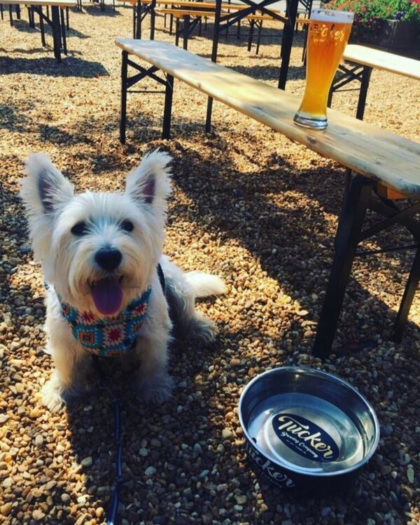 A happy dog is having fun at the Tucker Brewing Co. 
Courtesy of Tucker Brewing Co./ Photo credit Jonathan Phillips.