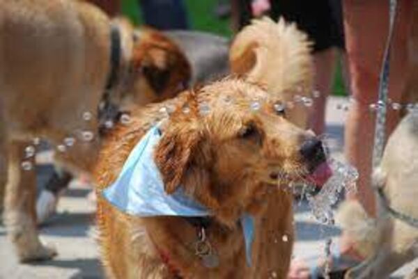 Bring your dog to Pup-a-Palooza in Johns Creek to shop at vendors, enter contests and more.