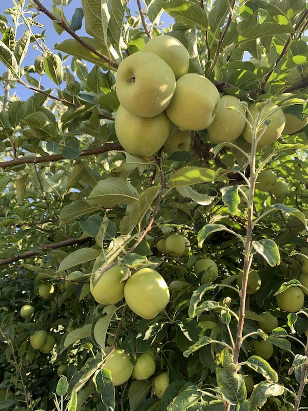 Penland’s Apple House in Ellijay has 30 acres of apple trees, and at least five varieties will be ripening Labor Day weekend. CONTRIBUTED: PENLAND’S APPLE HOUSE