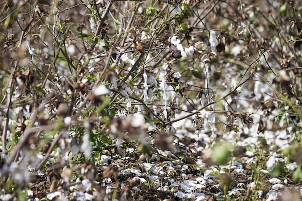 10/11/2018 — Newton, Georgia — A field of cotton destroyed by Hurricane Michael in Newton, Thursday, October 11, 2018. (ALYSSA POINTER/ALYSSA.POINTER@AJC.COM)