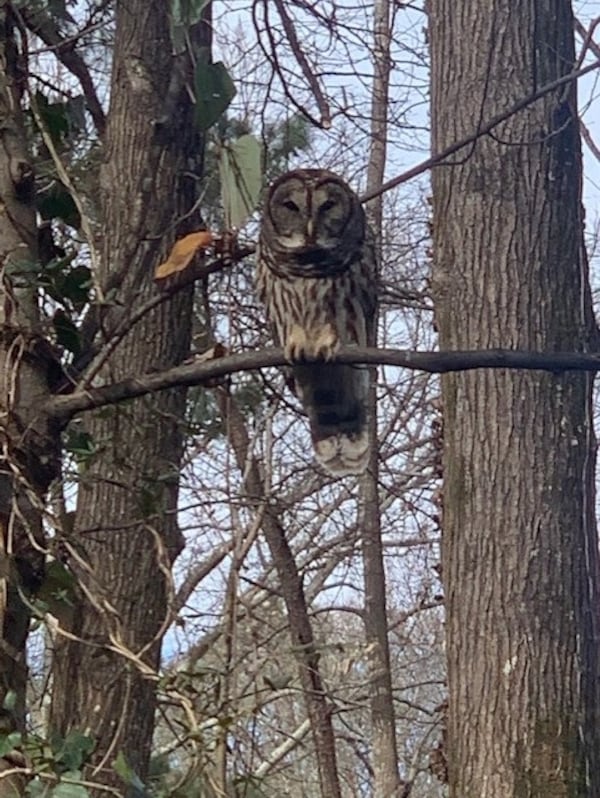 "This owl was in my back yard in Marietta," wrote Jan Odom. "Photo credit goes to my daughter-in-law, Tracy Shibata Odom. Look at those talons!"