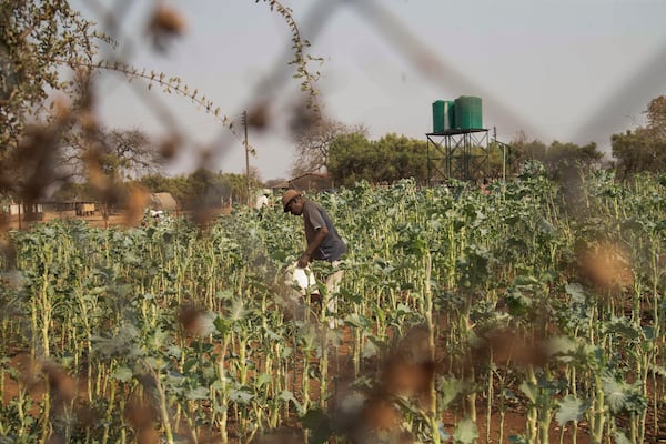 A villager tends to his vegetable garden in a plot that is part of a climate-smart agriculture program funded by the United States Agency for International Development in Chipinge, Zimbabwe, Thursday, Sept. 19, 2024. (AP Photo/Aaron Ufumeli)